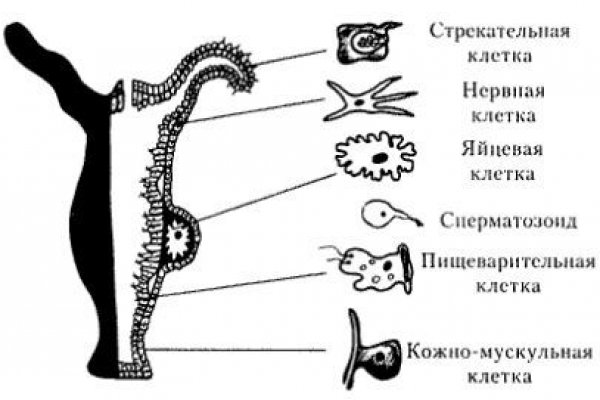 Почему не заходит на кракен